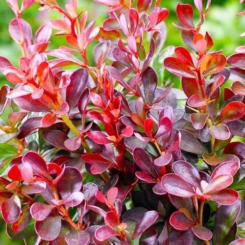 10130840.jpg • ХВОЯ24 • Питомник растений у вас в кармане! • ХВОЯ24