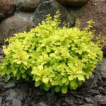 Барбарис тунберга Бонанза Голд (Bonanza Gold)