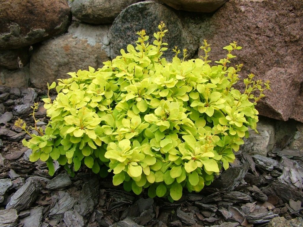 11747531.jpg • ХВОЯ24 • Питомник растений у вас в кармане! • ХВОЯ24