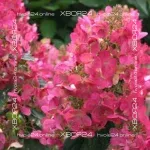 Гортензия метельчатая Мэджикал Файер (Hydrangea paniculata Magical Fire)