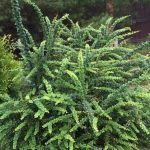 Барбарис тунберга Грин Орнамент (Green Ornament)