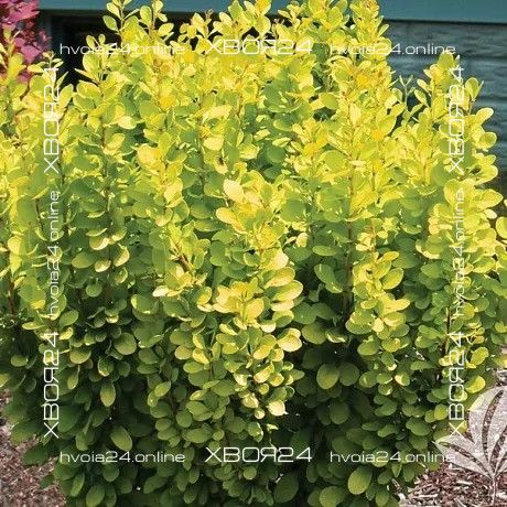 21581358.jpg • ХВОЯ24 • Питомник растений у вас в кармане! • ХВОЯ24