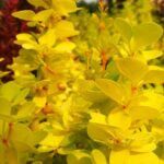 Барбарис тунберга Еллоу Бёрд (Yellow Bird)