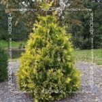 Туя западная Ауреоспиката (Aureospicata)