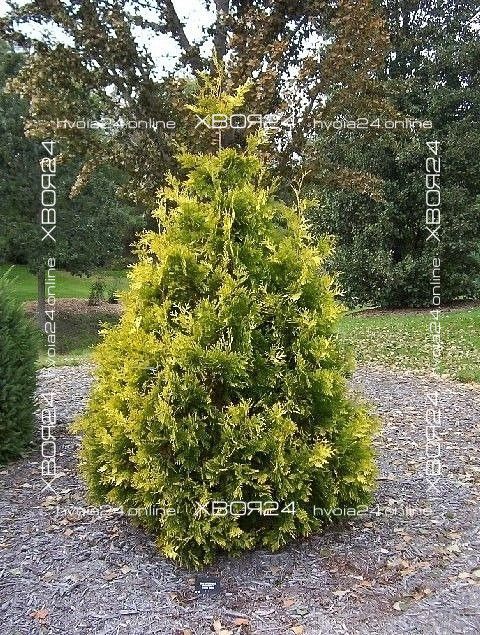 29623004.jpg • ХВОЯ24 • Питомник растений у вас в кармане! • ХВОЯ24