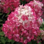 Гортензия метельчатая Даймонд Руж (Hydrangea paniculata Diamant Rouge)