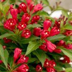 Вейгела Олл Саммер Ред (All Summer Red)