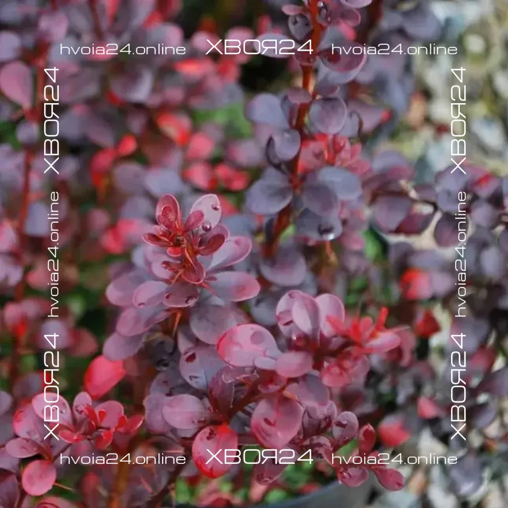  • ХВОЯ24