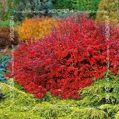  • ХВОЯ24