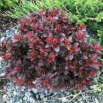 Барбарис тунберга Атропурпуреа Нана (Atropurpurea Nana)
