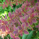  • ХВОЯ24