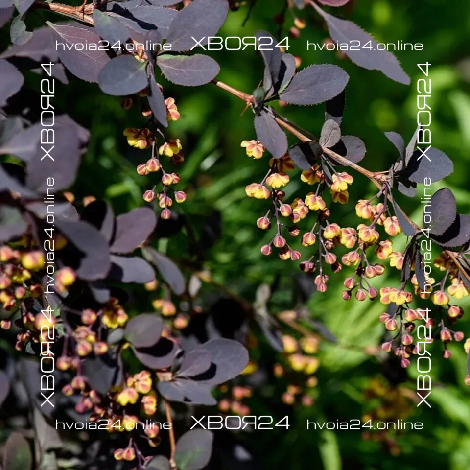  • ХВОЯ24