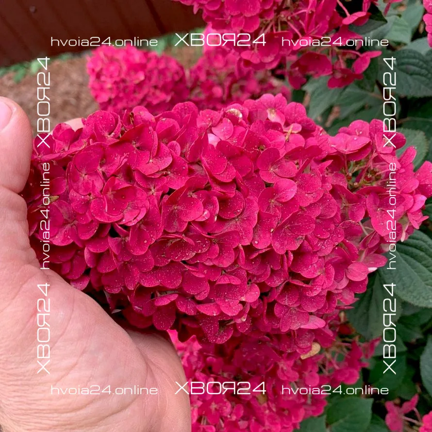  • ХВОЯ24