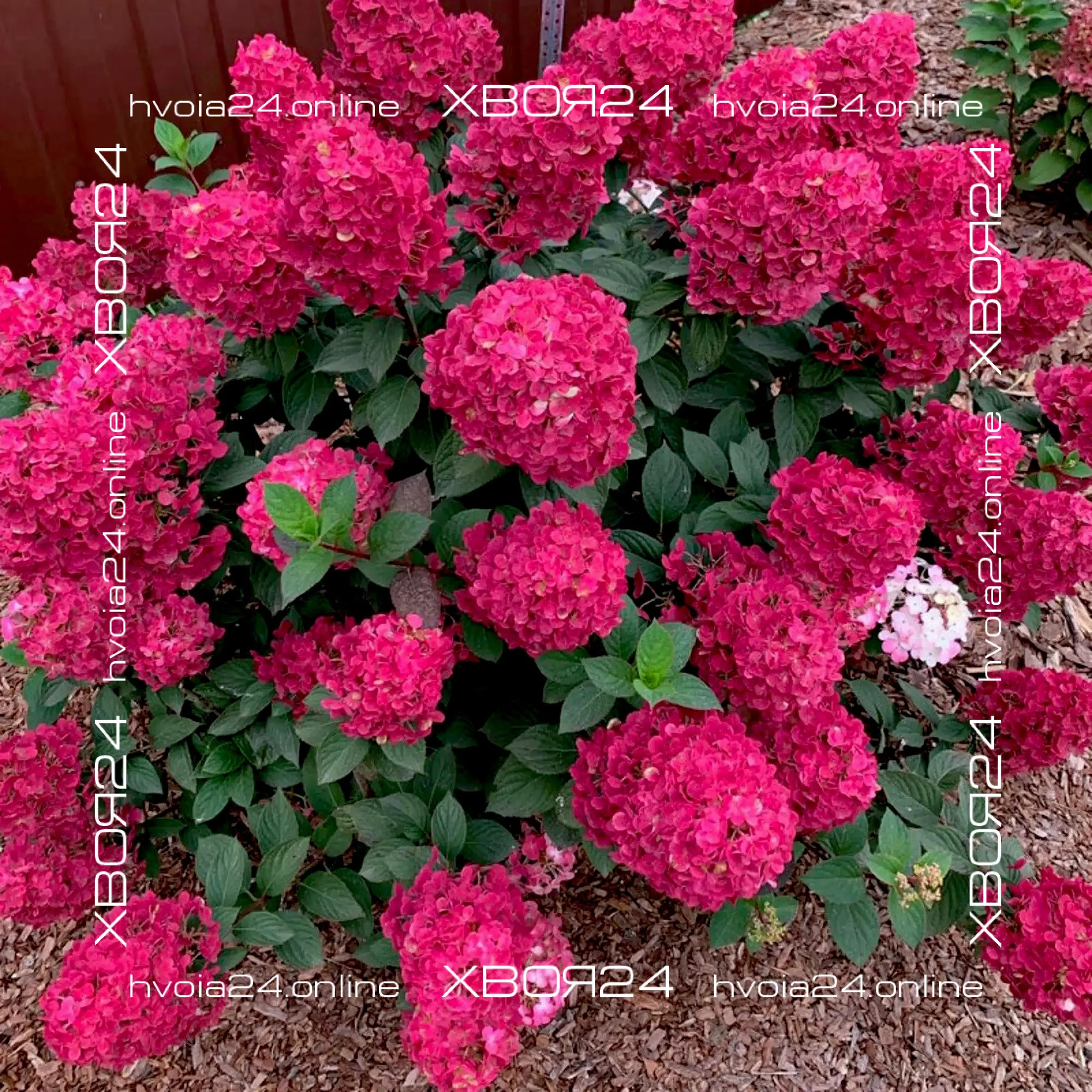  • ХВОЯ24