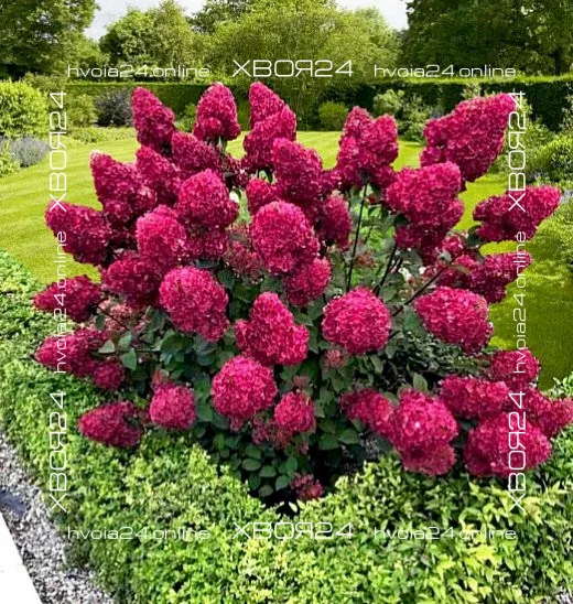  • ХВОЯ24