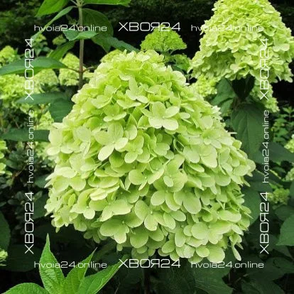  • ХВОЯ24