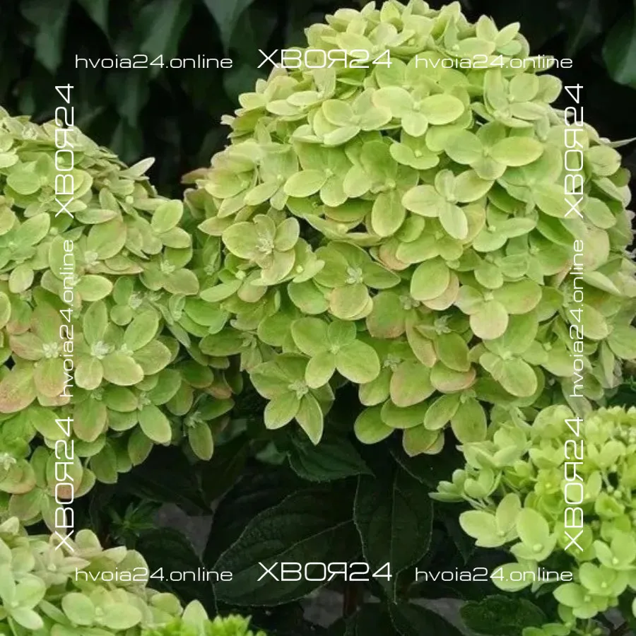  • ХВОЯ24