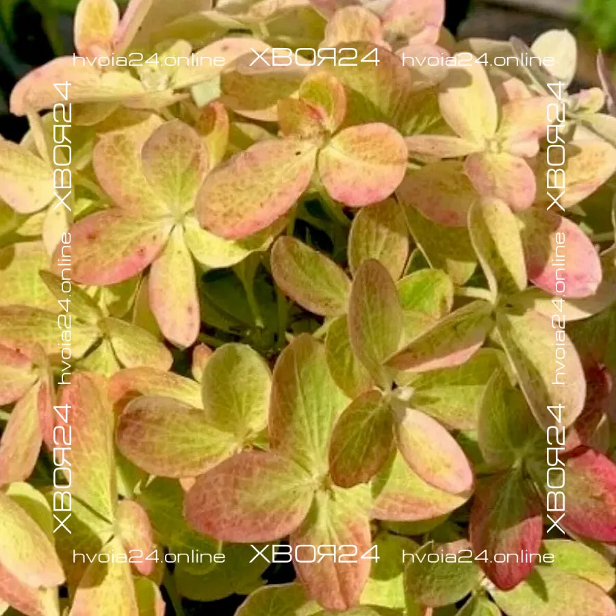  • ХВОЯ24