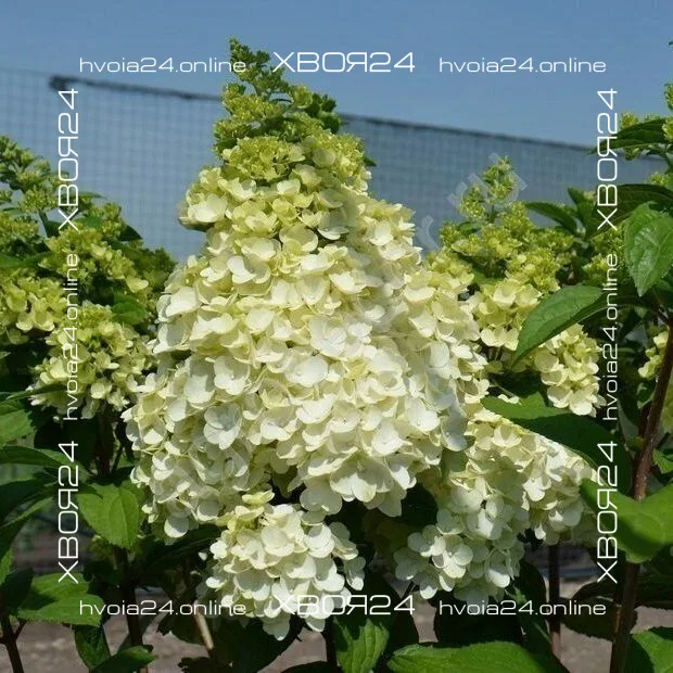  • ХВОЯ24