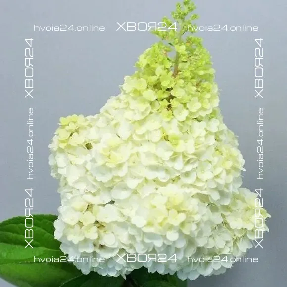  • ХВОЯ24