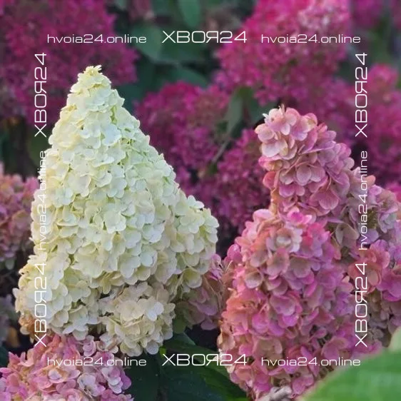 • ХВОЯ24