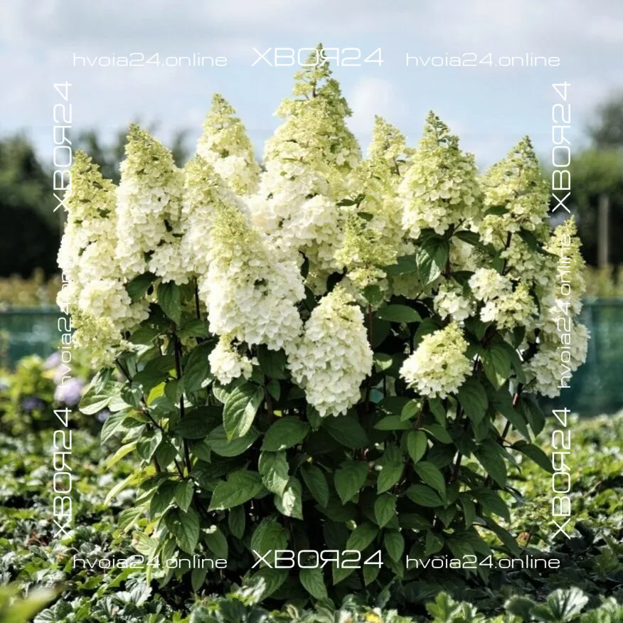  • ХВОЯ24