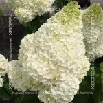 Гортензия метельчатая Сильвер Доллар (Hydrangea paniculata Silver Dollar)