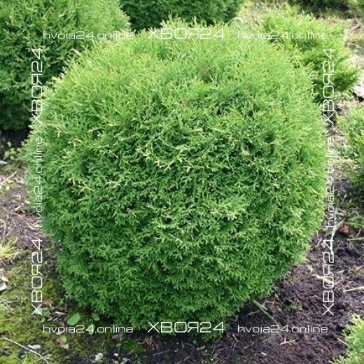 38577338.jpg • ХВОЯ24 • Питомник растений у вас в кармане! • ХВОЯ24