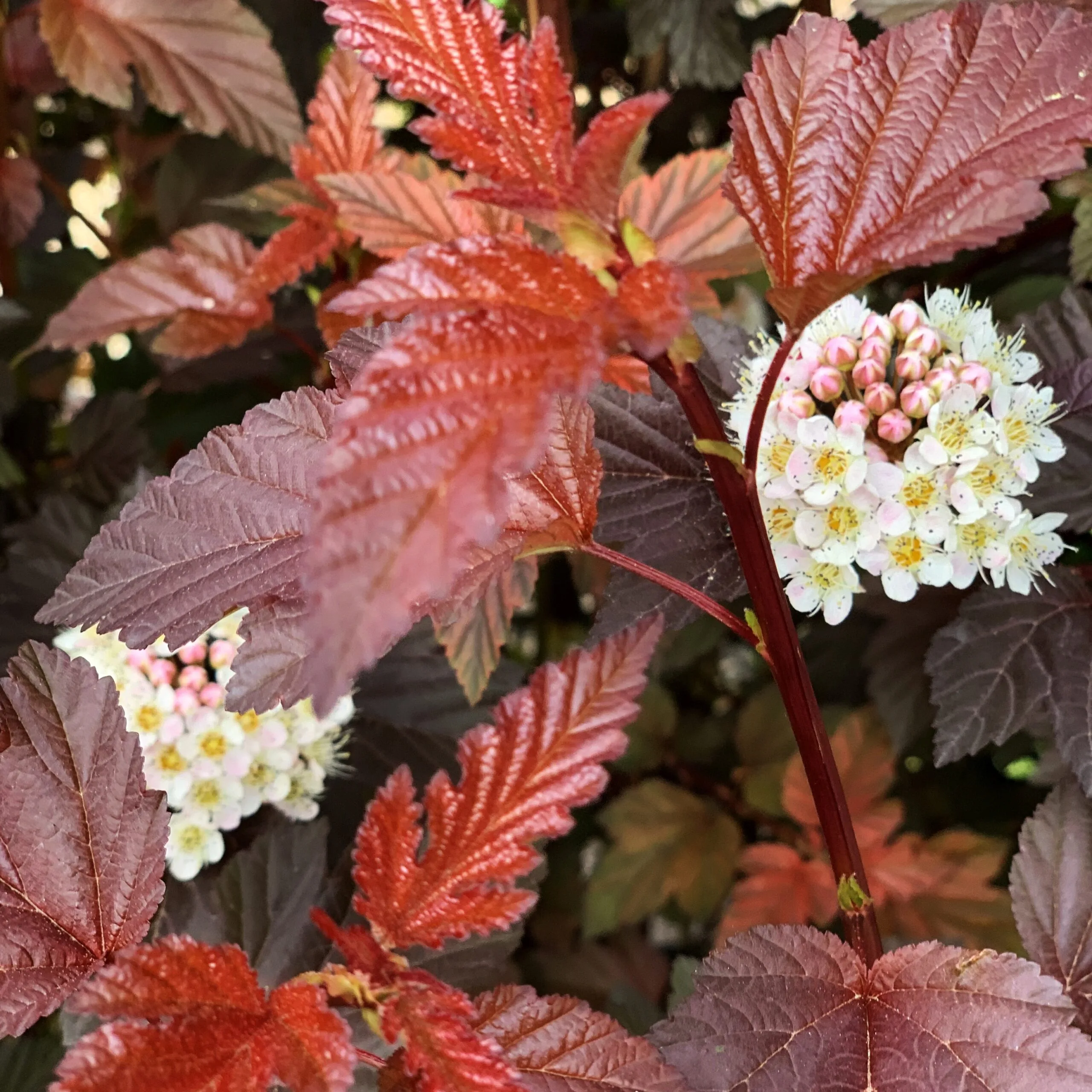  • ХВОЯ24