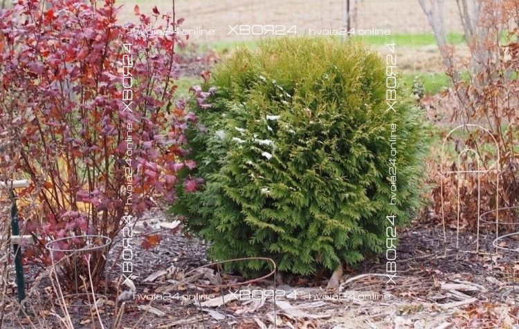 44194913.jpg • ХВОЯ24 • Питомник растений у вас в кармане! • ХВОЯ24