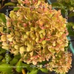 Гортензия метельчатая Жемчужина Фестиваля