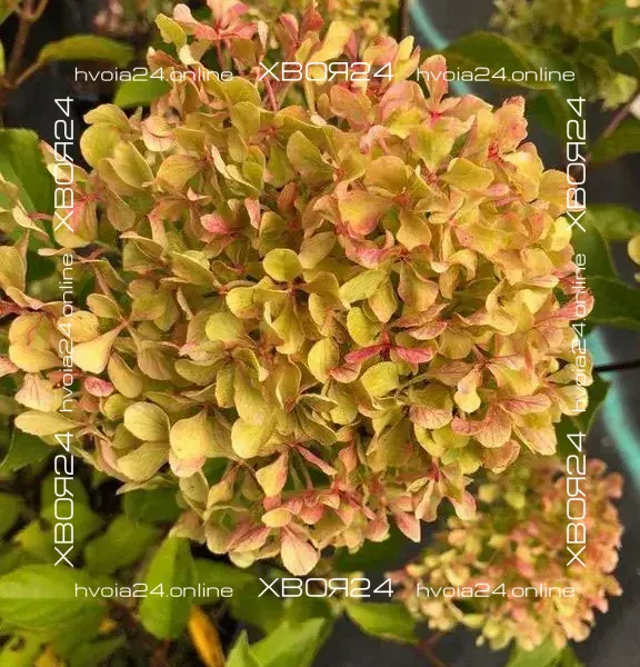  • ХВОЯ24