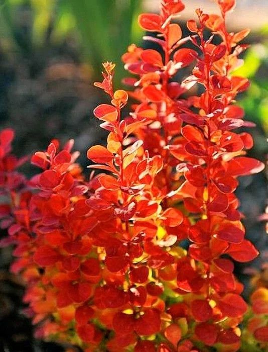 48399411.jpg • ХВОЯ24 • Питомник растений у вас в кармане! • ХВОЯ24