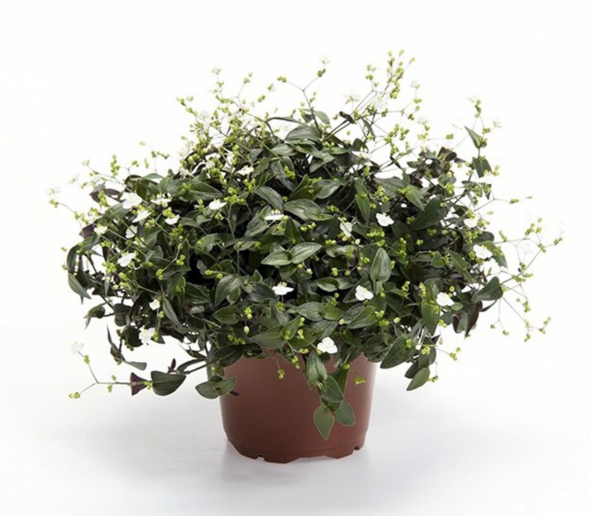 56337457.jpg • ХВОЯ24 • Питомник растений у вас в кармане! • ХВОЯ24