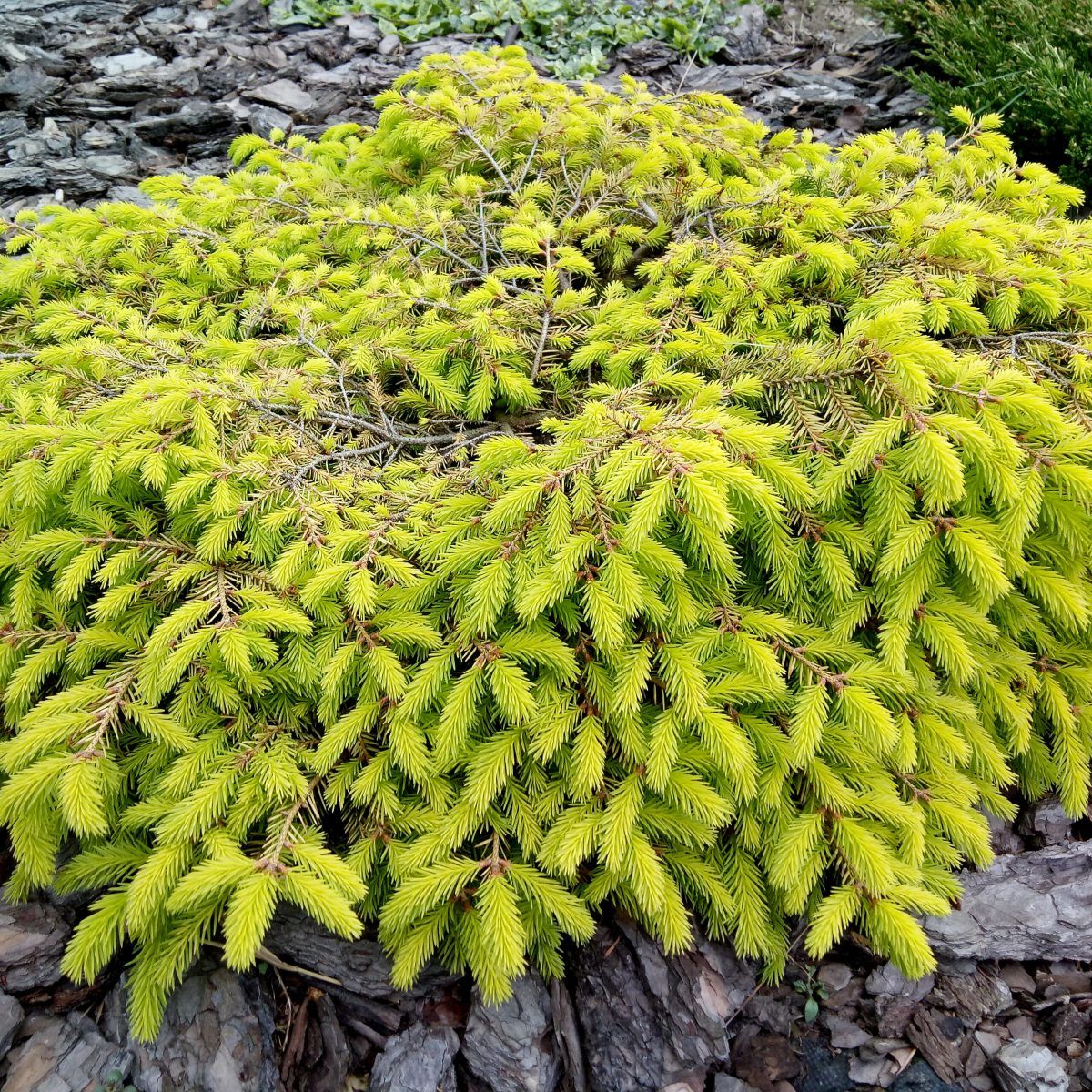 Ель обыкновенная Вермонт Голд (Picea abies Vermont Gold) Ель обыкновенная Вермонт Голд — изображение 1