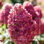 Гортензия метельчатая Лаймлайт Прайм (Hydrangea paniculata Limelight Prime)