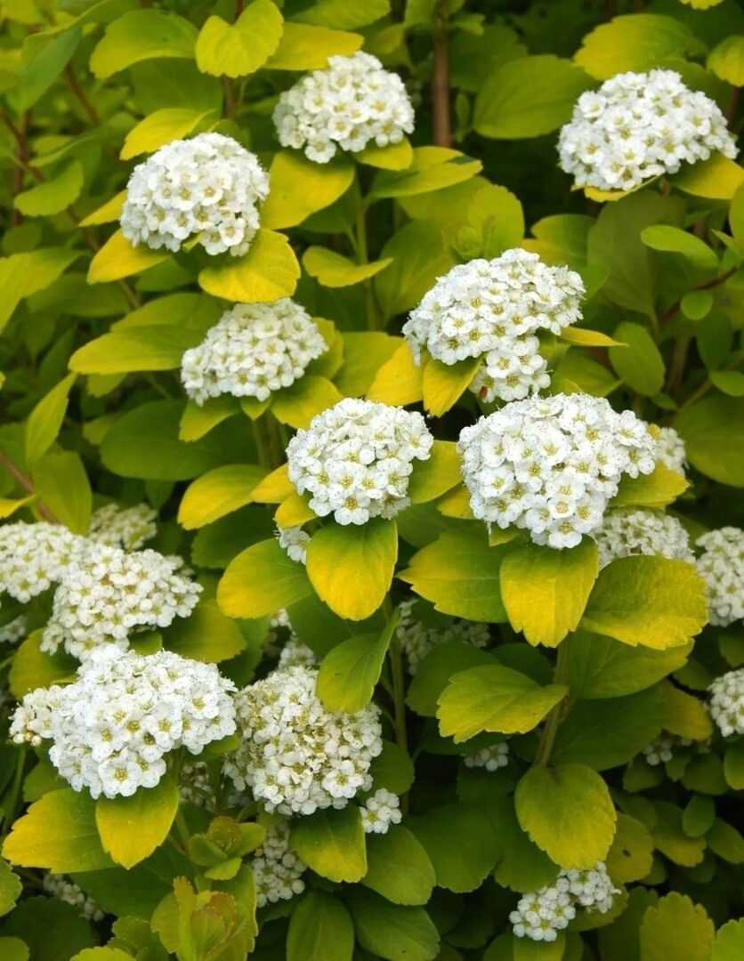 66827859.jpg • ХВОЯ24 • Питомник растений у вас в кармане! • ХВОЯ24