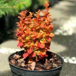 Барбарис тунберга Оранж Альф (Orange Alf)