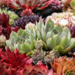 Молодило/Каменная роза (Sempervivum) микс
