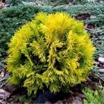 Туя западная Амбер Глоу (Amber Glow)