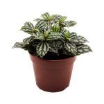 Пилея Кадье (Pilea Cadierei)