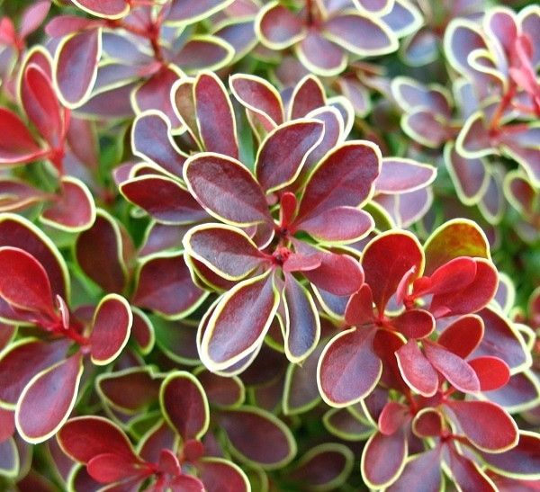 77510188.jpg • ХВОЯ24 • Питомник растений у вас в кармане! • ХВОЯ24