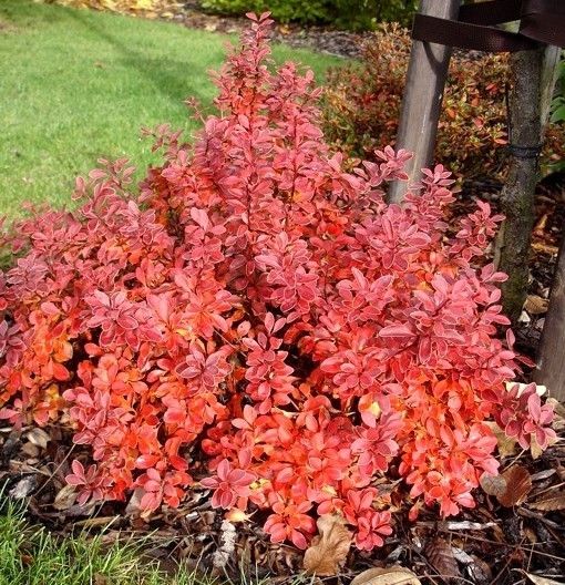 78050708.jpg • ХВОЯ24 • Питомник растений у вас в кармане! • ХВОЯ24