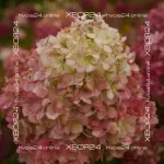 Гортензия метельчатая Краса Лесково (Hydrangea paniculata Krasa Leskovo)