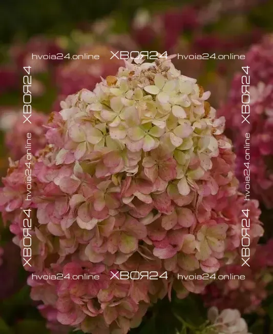 78271018.webp • ХВОЯ24 • Питомник растений у вас в кармане! • ХВОЯ24