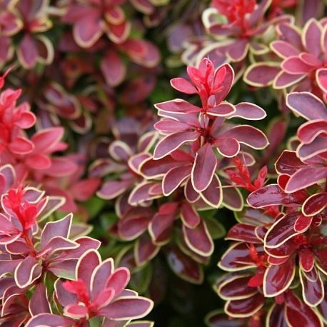 79094461.jpg • ХВОЯ24 • Питомник растений у вас в кармане! • ХВОЯ24