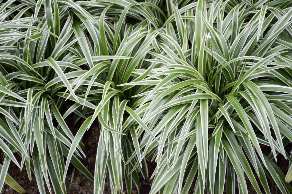 Хлорофитум хохлатый Вариегата (Chlorofitum Variegata) — изображение 1