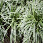 Хлорофитум хохлатый Вариегата (Chlorofitum Variegata)