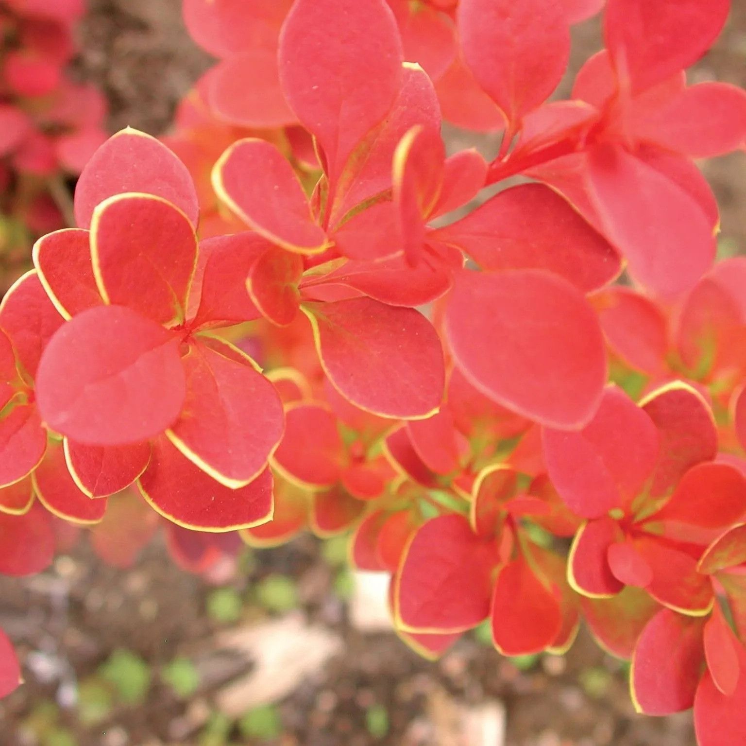 87271282.jpg • ХВОЯ24 • Питомник растений у вас в кармане! • ХВОЯ24