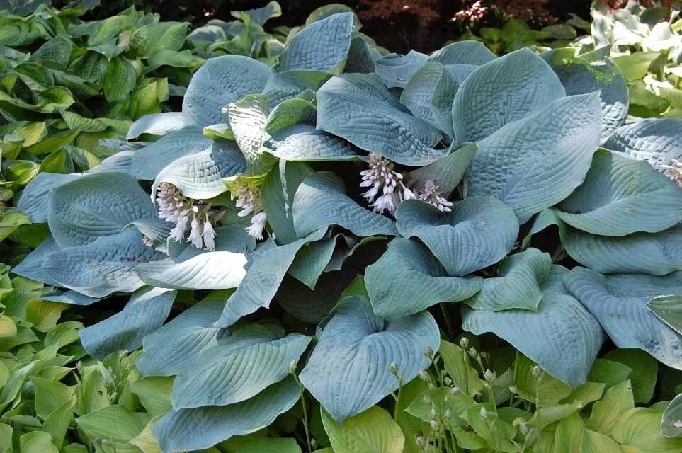 90072031.jpg • ХВОЯ24 • Питомник растений у вас в кармане! • ХВОЯ24